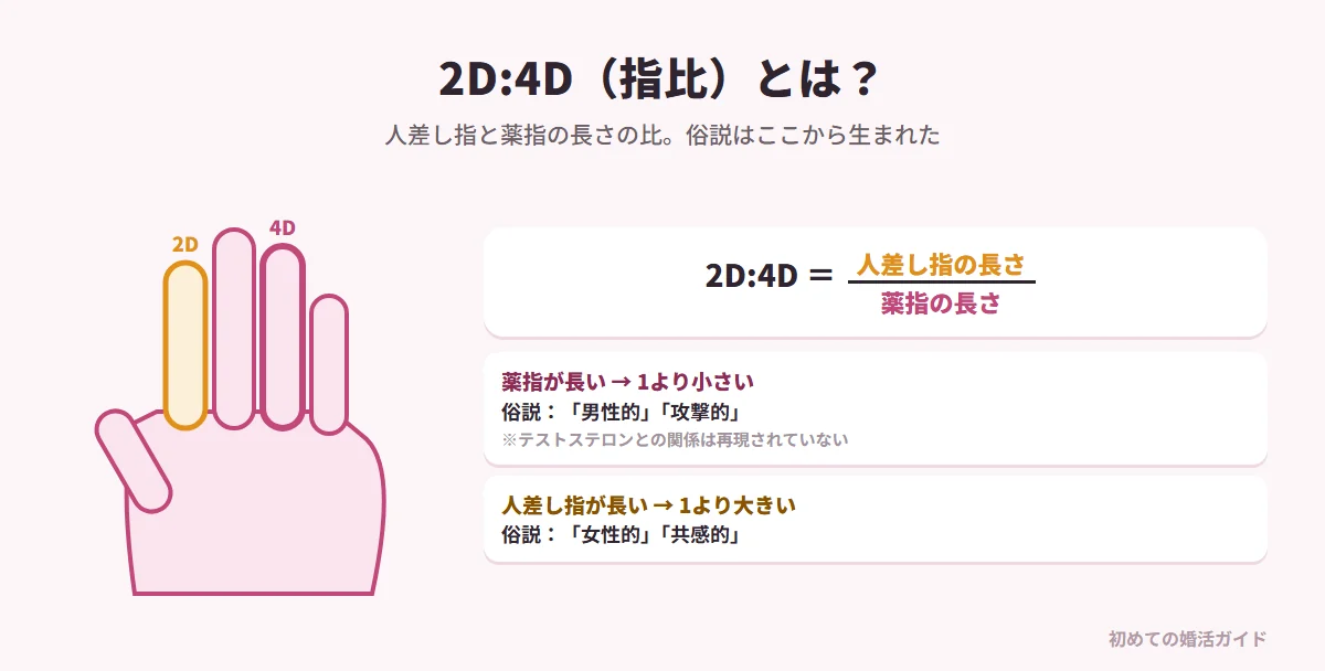 2D:4D（指比）とは（記事の内容）。第2指（人差し指）の長さを第4指（薬指）の長さで割った値。薬指のほうが長いと1より小さく（低い2D:4D）、俗説では「男性的」「攻撃的」とされる。人差し指のほうが長いと1より大きく（高い2D:4D）、俗説では「女性的」「共感的」とされる。俗説は、胎児期の男性ホルモン（アンドロゲン）の影響が指に残るという仮説にもとづくが、テストステロンとの関係は再現されていない。研究では左右の手を区別して扱い、測る起点も統一するが、SNSの診断では目視で比べるだけのことが多い